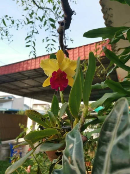 Die Gelbe Mit Roter Zunge Cattleya Bambus Orchidee — Stockfoto