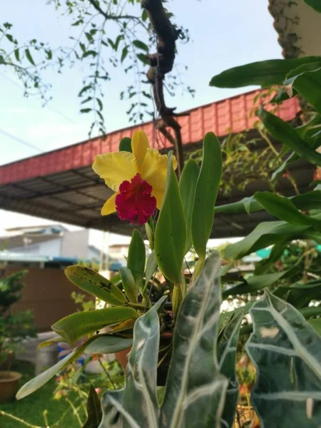 Amarillo Con Orquídea Roja Del Bambú Del Cattleya Lengua —  Fotos de Stock