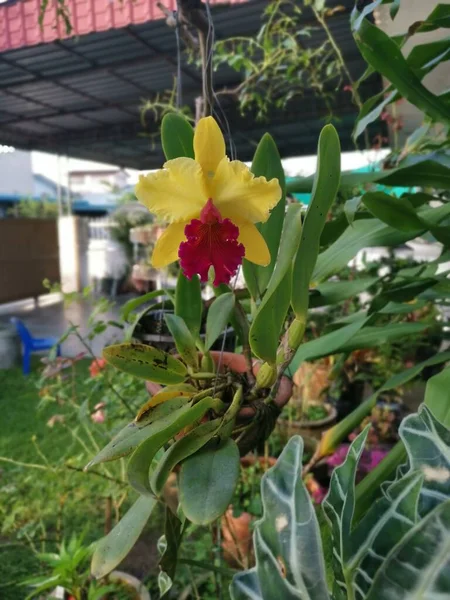 Amarillo Con Orquídea Roja Del Bambú Del Cattleya Lengua —  Fotos de Stock
