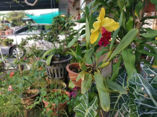 红色舌头的黄色刺槐竹兰花 — 图库照片
