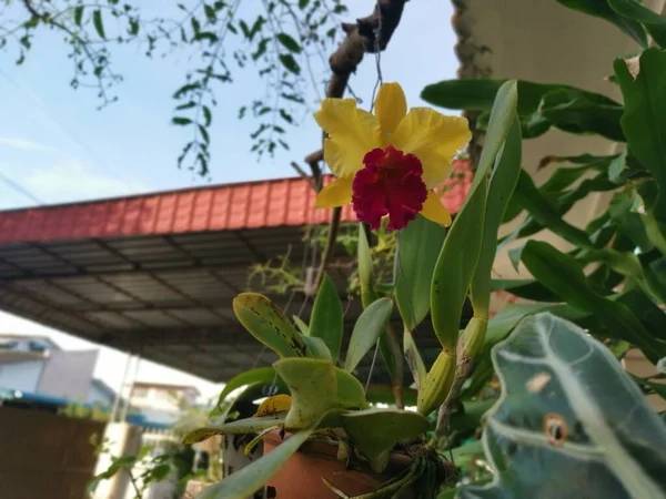 Amarelo Com Língua Vermelha Cattleya Orquídea Bambu — Fotografia de Stock