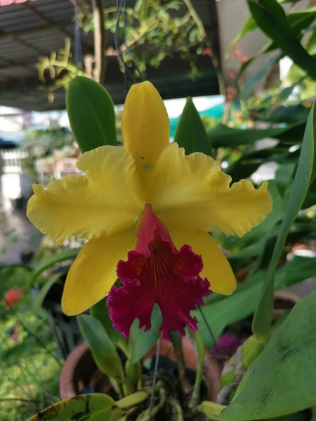 Amarelo Com Língua Vermelha Cattleya Orquídea Bambu — Fotografia de Stock