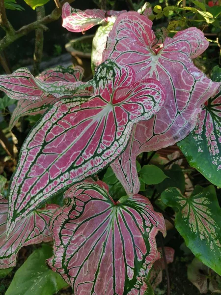 Kleurrijke Caladium Tweekleurige Bladplant — Stockfoto