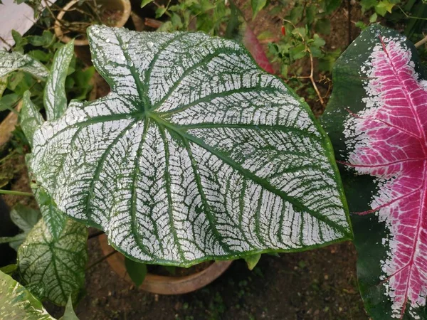 Kleurrijke Caladium Tweekleurige Bladplant — Stockfoto