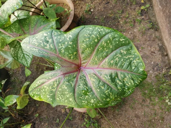 Planta Folha Bicolor Caládio Colorido — Fotografia de Stock