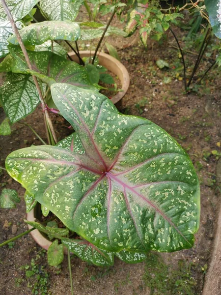 Kleurrijke Caladium Tweekleurige Bladplant — Stockfoto