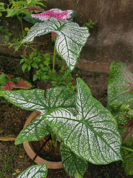 Pestrobarevná Listová Rostlina Kaladia — Stock fotografie