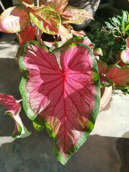 Színes Caladium Bicolor Levél Növény — Stock Fotó