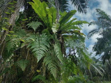 Palmiyenin gövdesindeki asplenyumun etrafındaki gökyüzü.