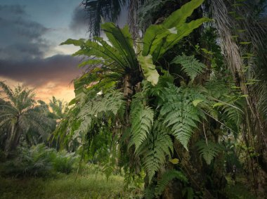 Palmiyenin gövdesindeki asplenyumun etrafındaki gökyüzü.