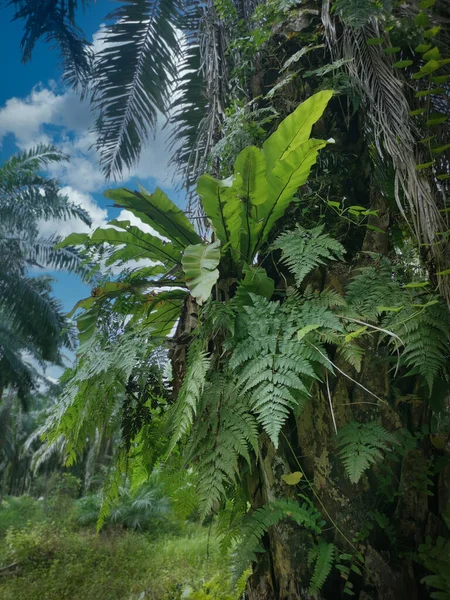 Skyscape Körül Asplenium Nidus Tenyér Törzsén — Stock Fotó