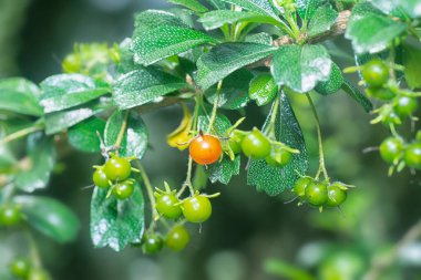 Murraya Çalı bitkisinin meyve ve bitki örtüsü 