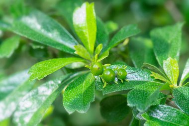 Murraya Çalı bitkisinin meyve ve bitki örtüsü 