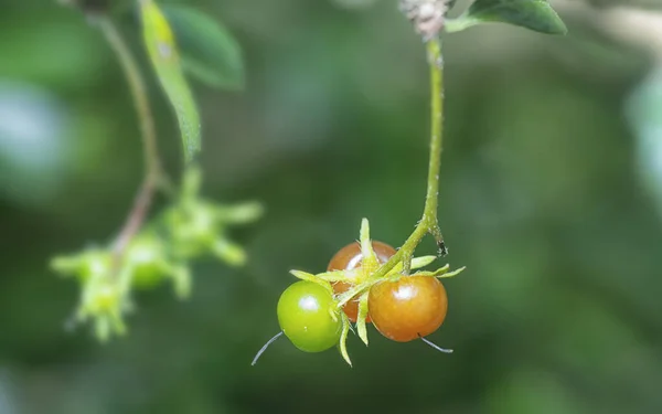 Murraya Paniculata Bokros Növény Gyümölcse Flórája — Stock Fotó