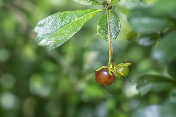 Φρούτα Και Χλωρίδα Του Φυτού Murraya Paniculata Bushy — Φωτογραφία Αρχείου