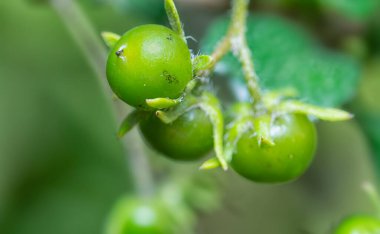 Murraya Çalı bitkisinin meyve ve bitki örtüsü 