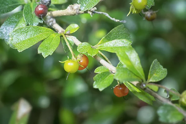Φρούτα Και Χλωρίδα Του Φυτού Murraya Paniculata Bushy — Φωτογραφία Αρχείου
