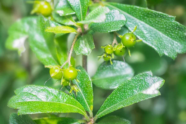 fruit and flora of the murraya paniculata bushy plant