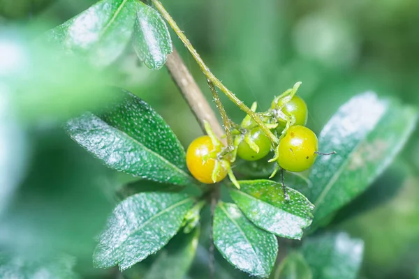 Murraya Paniculata Bokros Növény Gyümölcse Flórája — Stock Fotó