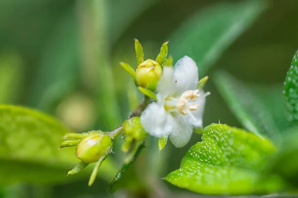Fruit Flora Murraya Paniculata Bushy Plant — Stock Photo, Image