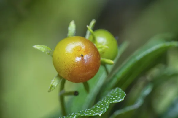 Murraya Paniculata Bokros Növény Gyümölcse Flórája — Stock Fotó