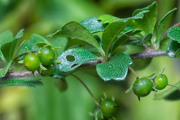 Owoce Flora Krzewu Murraya Paniculata — Zdjęcie stockowe