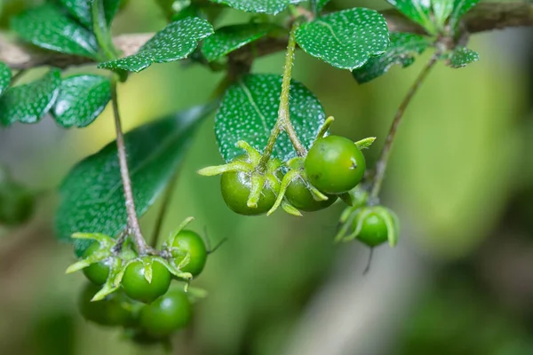 Murraya Paniculata Bokros Növény Gyümölcse Flórája — Stock Fotó