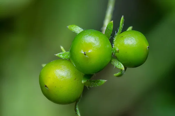 Plody Flóra Keřovité Rostliny Murraya Paniculata — Stock fotografie