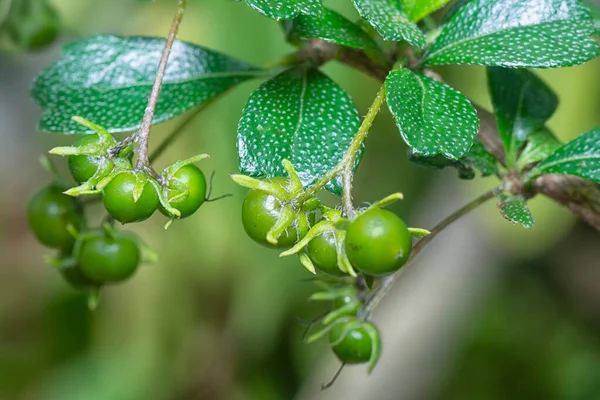 Фрукты Флора Кустарникового Растения Murraya Paniculata — стоковое фото