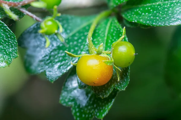 Murraya Paniculata Bokros Növény Gyümölcse Flórája — Stock Fotó