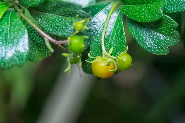 Φρούτα Και Χλωρίδα Του Φυτού Murraya Paniculata Bushy — Φωτογραφία Αρχείου