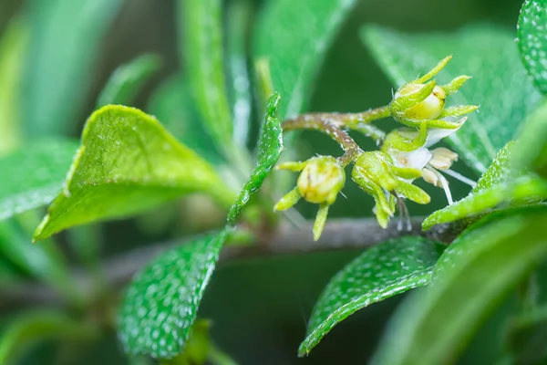 Fruit Flora Murraya Paniculata Bushy Plant — Stock Photo, Image