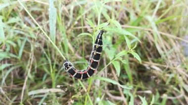 Theretra Oldenlandiae Hawkmoth tırtılının görüntüleri..