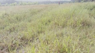 Perak, Malezya. 5 Ocak 2021: Kampong Koh sebze çiftliğindeki çayırlık yolda motosikletli çiftçi.