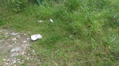 Çimlerin her yerine atılan köpüklü yiyecek kutusu kullanılmış..