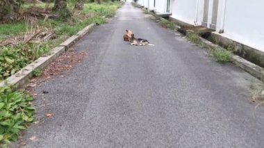 Sokak köpeklerinin günlük aktiviteleri.