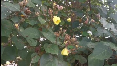 Talipariti deniz kıyısı tiliaceum fabrikası..