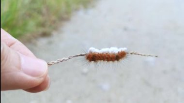 Tussock güvesi Tırtıl Parazit Pupae 'nin üzerinde yatıyor.