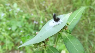 Tussock güvesi Tırtıl Parazit Pupae 'nin üzerinde yatıyor.