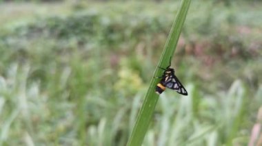 Amata bicincta güveleri gövde üzerinde çiftleşir.