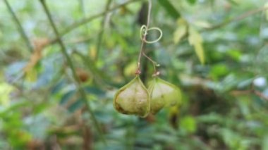Trianglur Kardiospermum halicacabum meyve bitkisi