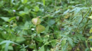Trianglur Kardiospermum halicacabum meyve bitkisi