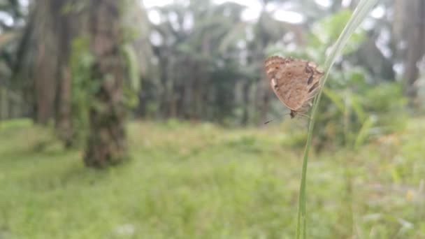 Borboleta Marrom Selvagem Poleiro Caule Ervas Daninhas Grama Lâmina Nos — Vídeo de Stock