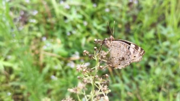 Wild Brown Butterfly Perching Weed Stem Blade Grass Bushes — Stock Video