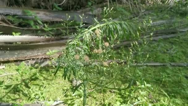 Materiał Filmowy Dzikiego Zioła Conyza Canadensis — Wideo stockowe