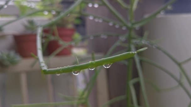 Kapka Eufórii Tirucalli Houseplant — Stock video