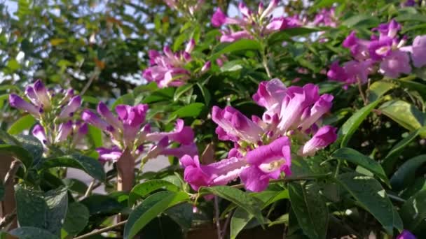 Jardín Flores Garlicvine Blanco Rosado — Vídeos de Stock