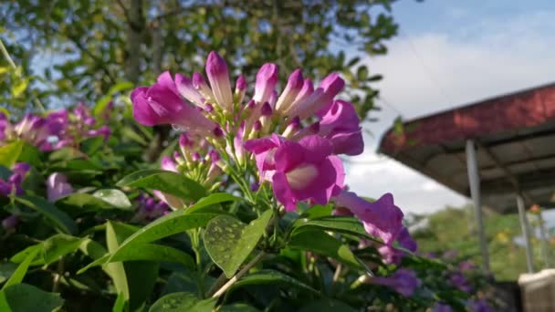 Pinky White Garlicvine Flower Garden — Stock Video