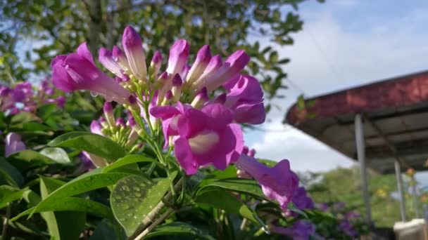 Jardim Flor Garlicvine Branco Rosado — Vídeo de Stock