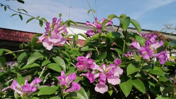Der Pinky White Knolicvine Flower Garden — Stockvideo